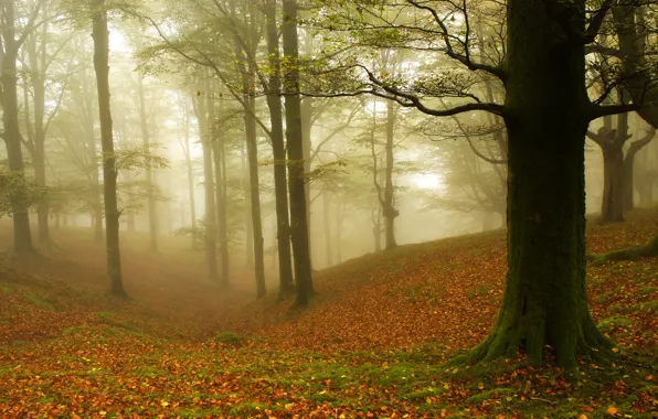 Picture autumn, forest, leaves, trees, fog