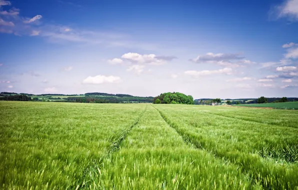 Field, summer, the sky, clouds, spikelets