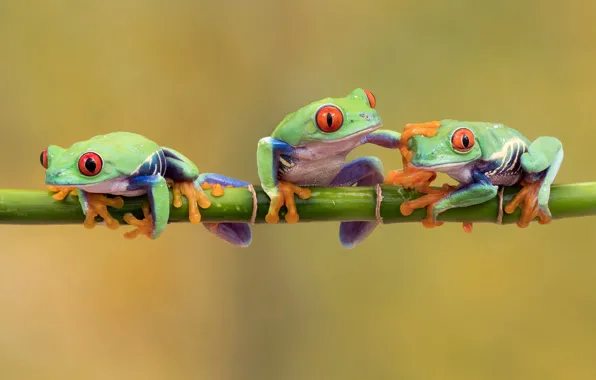 Branches, pose, green, background, frog, legs, three, trio