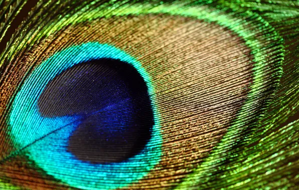Macro, pen, patterns, texture, peacock