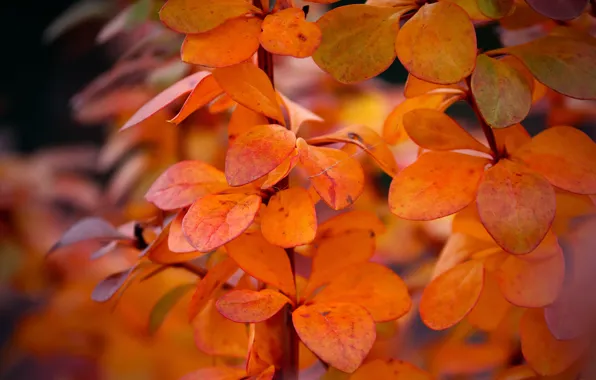 Autumn, leaves, branches, orange, bokeh, autumn leaves