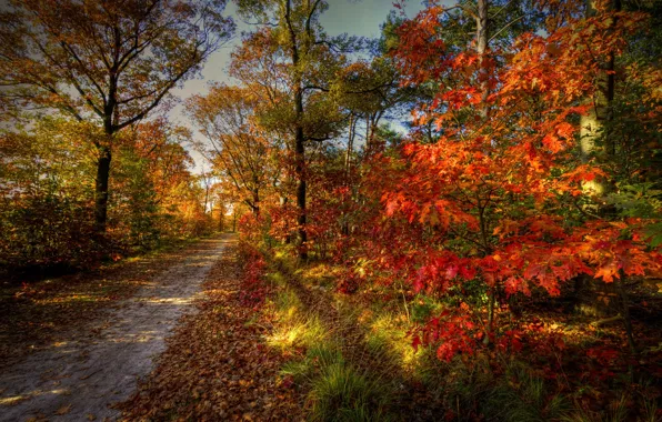 Road, autumn, forest, the sky, trees, landscape, nature