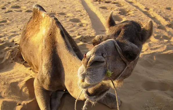 Look, desert, camel