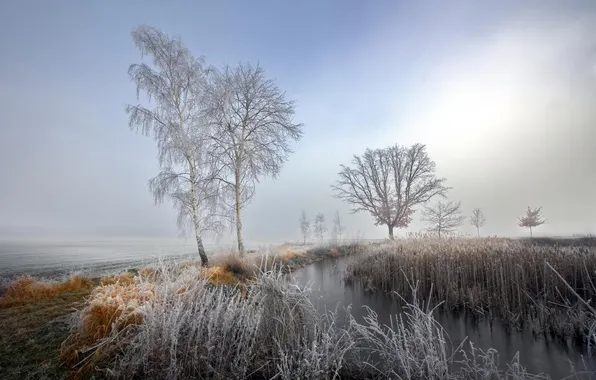 Frost, fog, river, birch