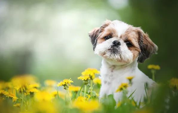Picture look, flowers, portrait, dog, dandelions, face, bokeh, doggie