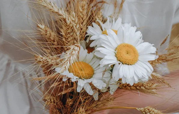 Picture flowers, chamomile, bouquet, ears