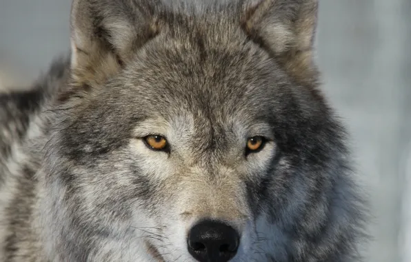 Picture look, face, close-up, wolf