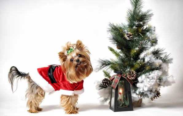 Look, holiday, dog, Christmas, costume, lantern, white background, New year