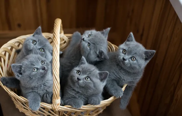 Picture animals, basket, kittens, the British, cubs