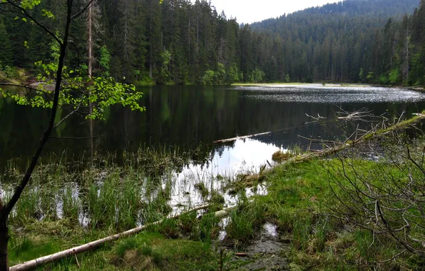 Forest, mountains, Czech Republic, Sumava, Bohemia, Sumava national Park, lake Lac, Laka