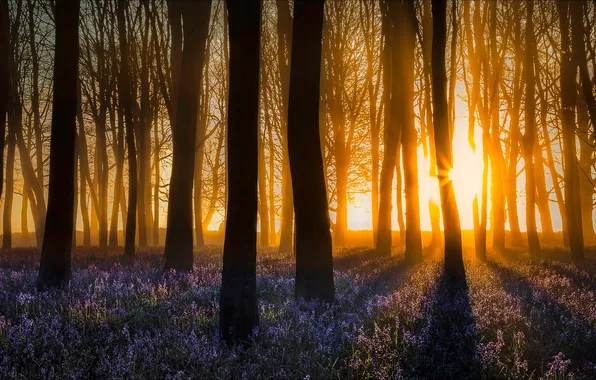 Picture forest, light, flowers