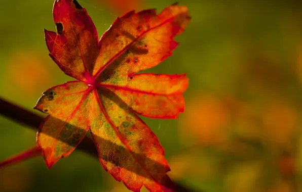Picture autumn, leaves, macro, light, bright, color, shadow