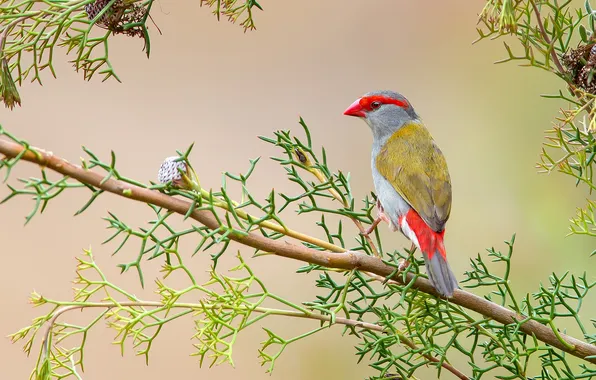 Leaves, branches, bird, feathers, beak, Australia, tail, cernobrovijs astrild