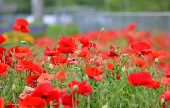 Nature, Maki, petals, garden, meadow