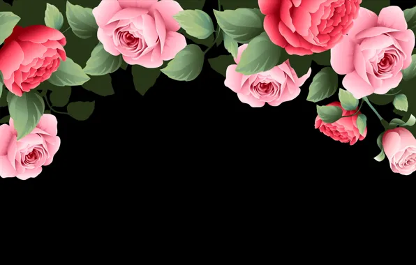 Flowers, background, roses