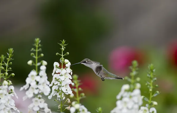 Flowers, nectar, bird, Hummingbird, white, snapdragons