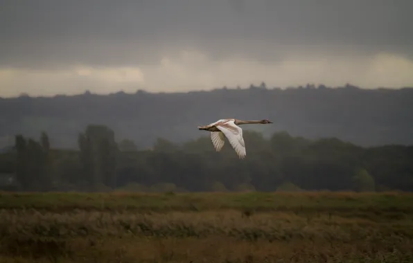 Picture flight, nature, bird, Swan
