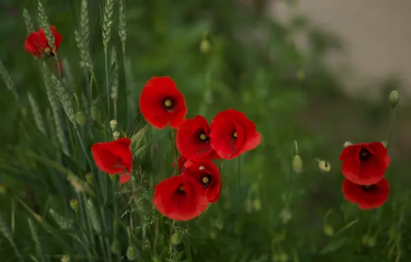 Summer, flowers, red, Mac, Maki, ears, green background, bokeh