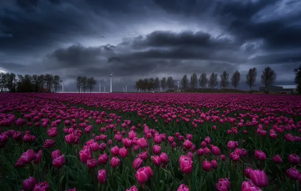 Field, the sky, flowers, clouds, spring, tulips