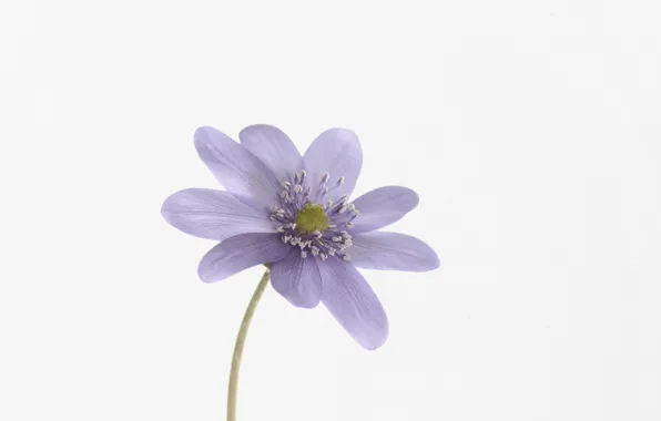 Picture macro, nature, petals, anemone tender