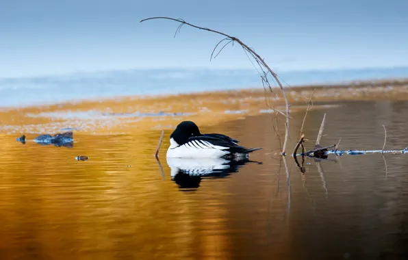 Pose, bird, branch, pond, Loon