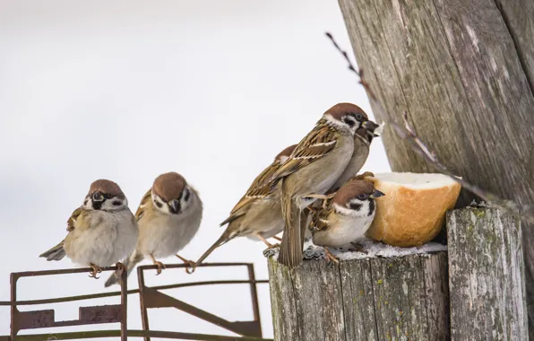 Birds, sparrows, a bunch, eat