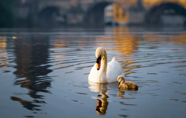 Picture white, light, bridge, the city, river, bird, baby, pair