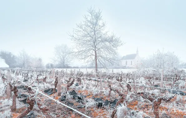 Winter, frost, fog, vineyard