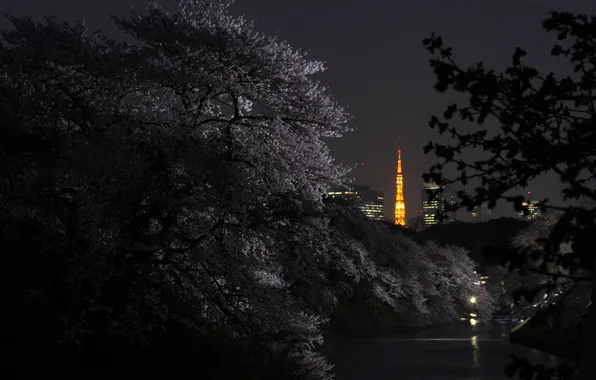 Night, river, spring, The city, Sakura, Tokyo, flowering