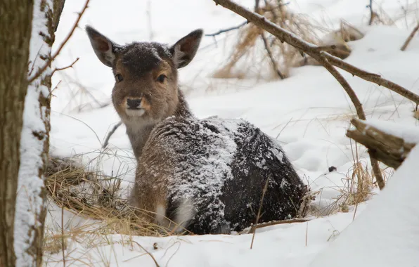 Winter, nature, Joung deer