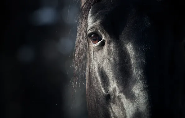 Face, eyes, background, animal, Horse, mane