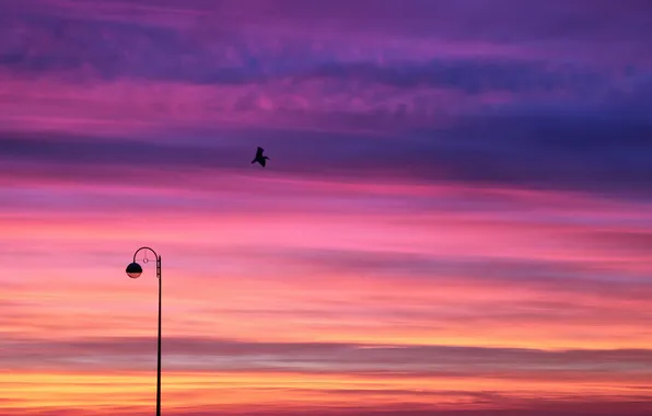 Picture the sky, sunset, nature, bird