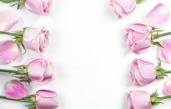 Flowers, background, roses, White, petals, pink