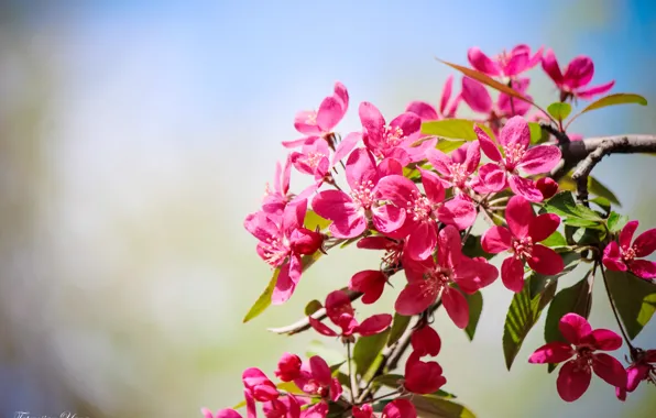 Picture flowers, branches, spring