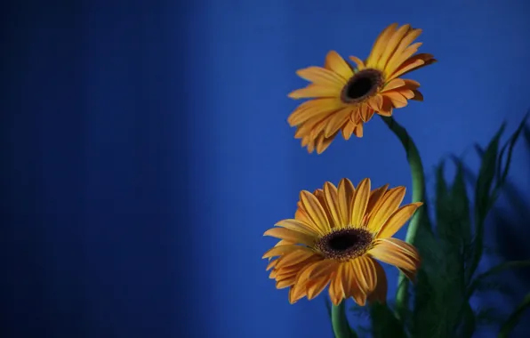 Picture leaves, petals, stem, pair, gerbera