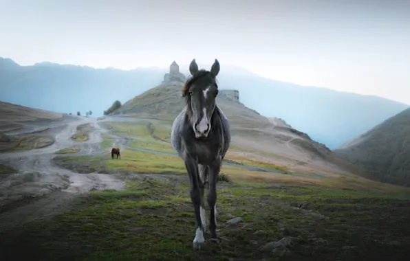 Road, field, mountains, nature, fog, grey, castle, horse