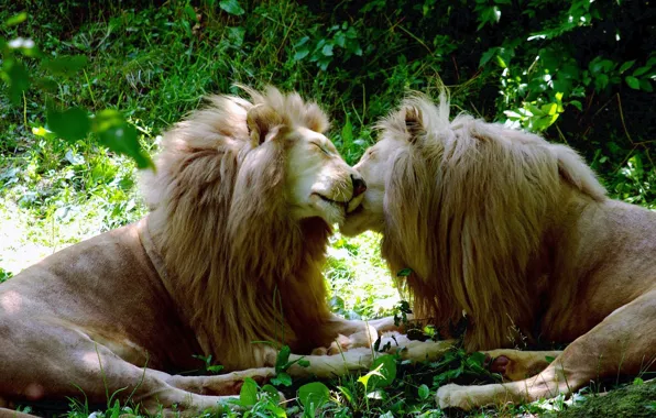 Cats, white, lions