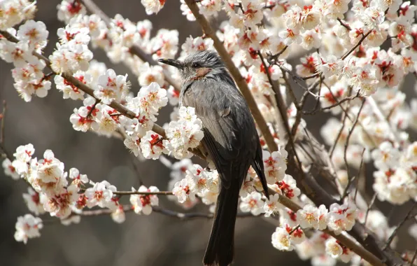 Picture flowers, branches, cherry, bird, spring, petals, Sakura, flowering