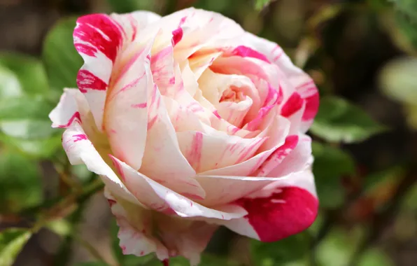 Picture roses, flowering, roses