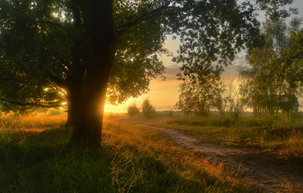 Picture road, grass, the sun, trees, landscape, sunset, nature, trail