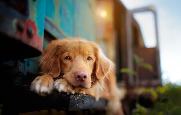 Background, each, dog