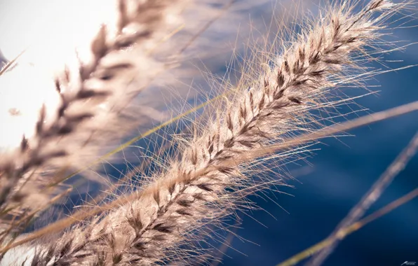 Seeds, SPIKE, rostenie