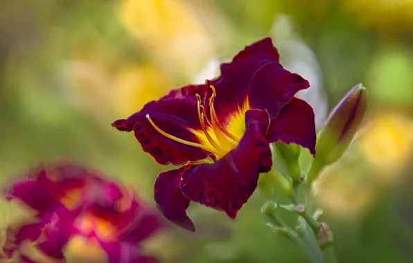 Flower, background, Lily, blur, Burgundy, daylilies