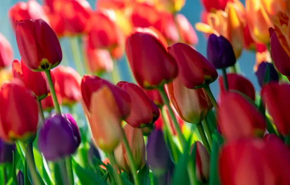 Picture purple, light, flowers, red, blur, tulips, buds, colorful