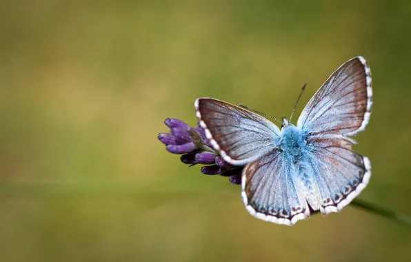 Picture flower, background, butterfly, wings