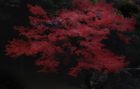 Autumn, forest, leaves, tree, maple Japanese, the crimson