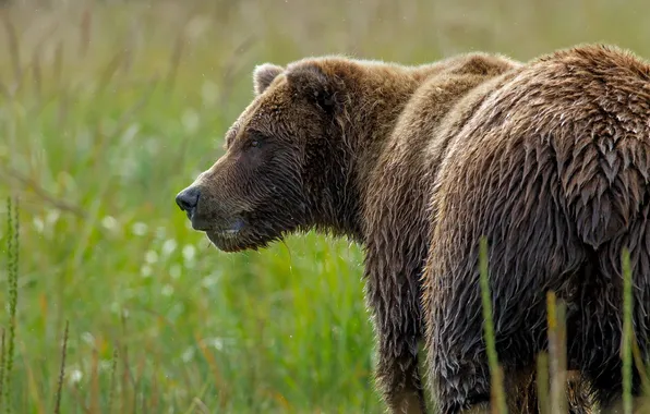 Nature, background, bear
