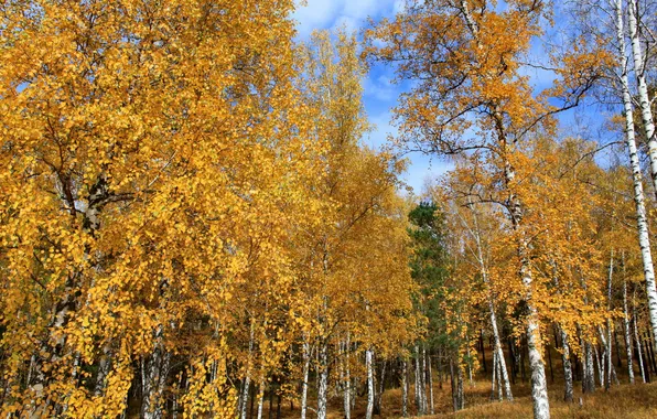 Picture autumn, trees, nature, photo, birch, Russia