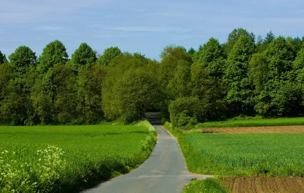 Picture road, greens, field, forest, trees