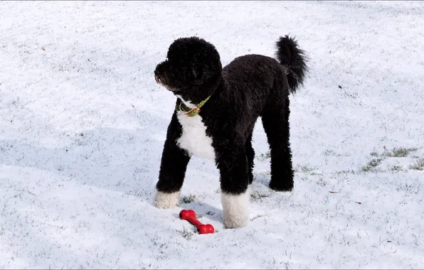 Picture dog, winter, Washington, player)